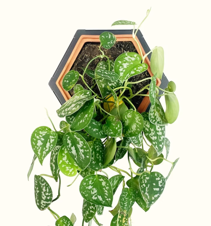 Horticus Mini Living Wall Kit