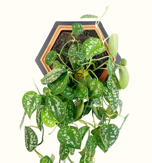 Horticus Mini Living Wall Kit