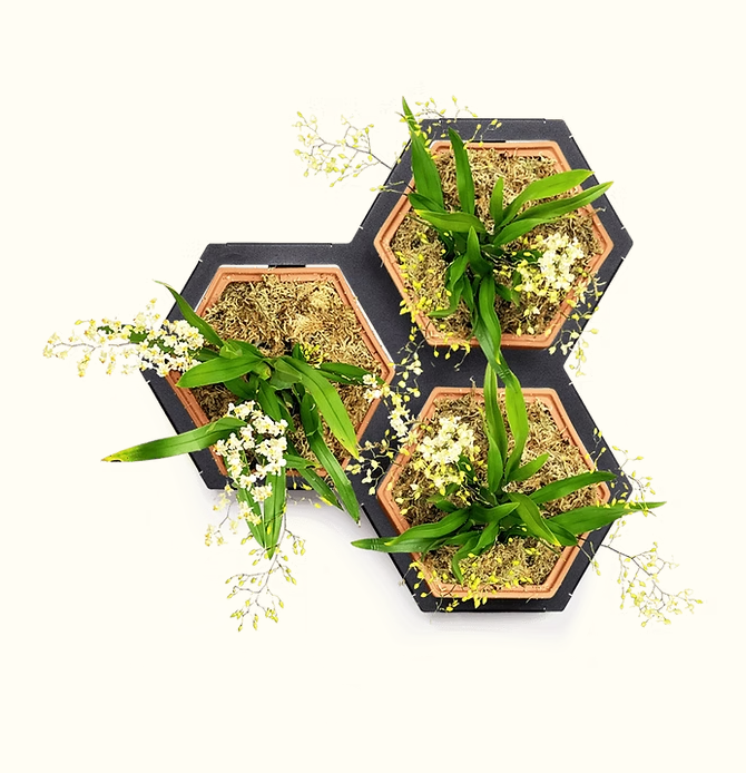 Horticus Mini Living Wall Kit