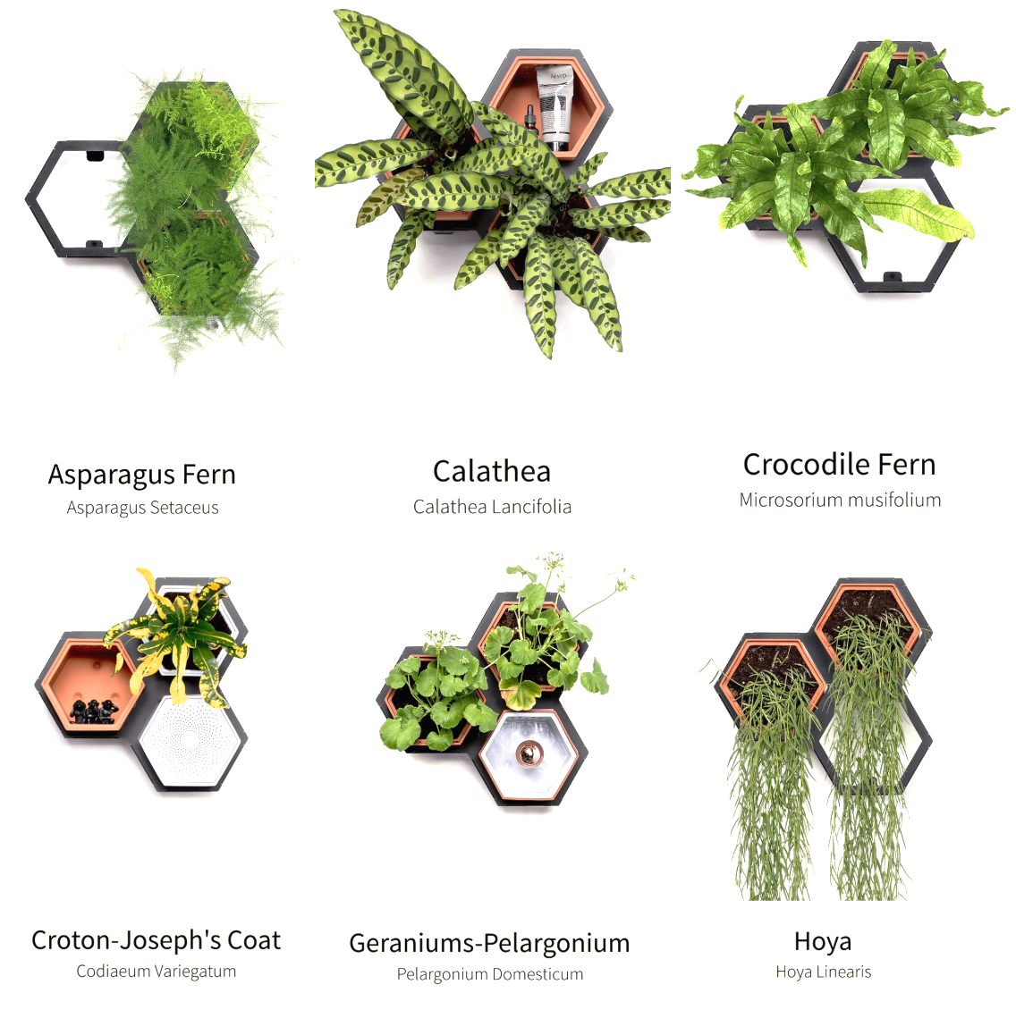 Horticus Small Living Wall Kit