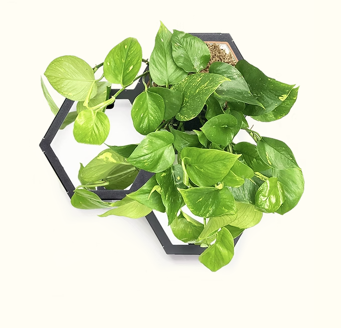 Horticus Mini Living Wall Kit