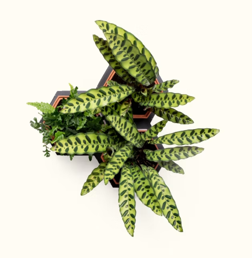 Horticus Small Living Wall Kit